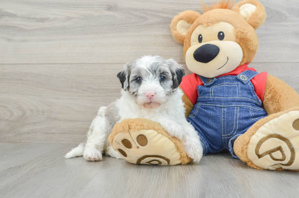 6 week old Mini Sheepadoodle Puppy For Sale - Florida Fur Babies