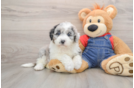 Mini Sheepadoodle Puppy for Adoption
