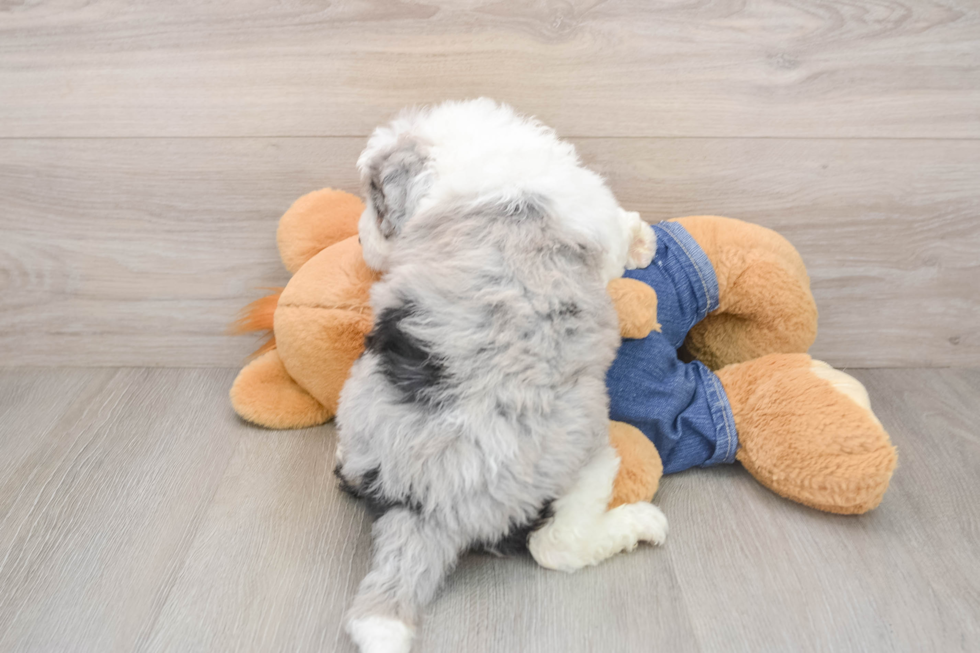 Adorable Sheepdogpoo Poodle Mix Puppy