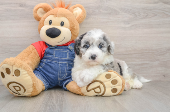 Hypoallergenic Sheep a Poo Poodle Mix Puppy