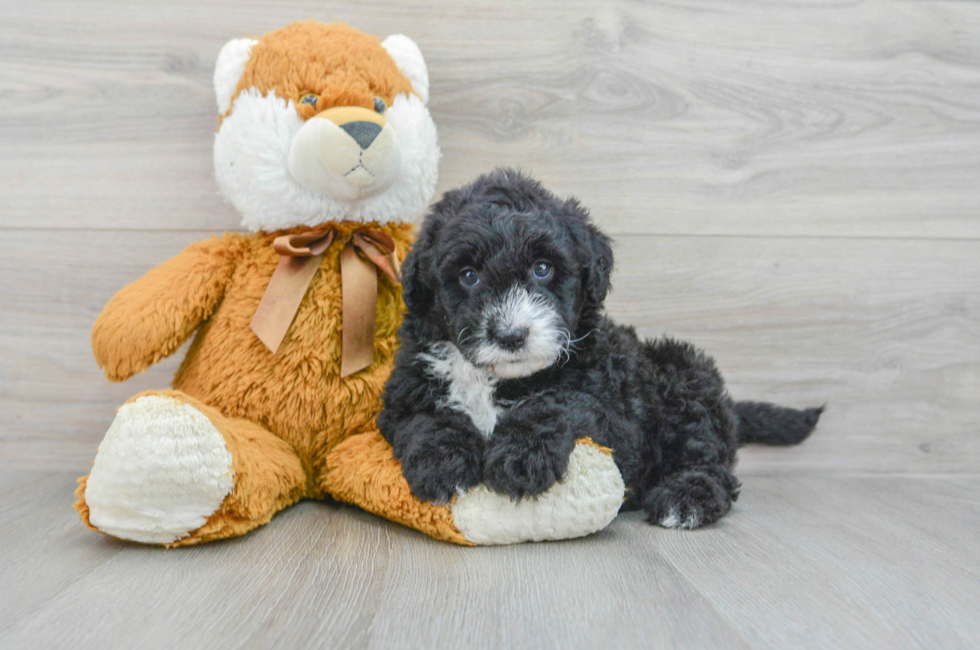 5 week old Mini Sheepadoodle Puppy For Sale - Florida Fur Babies
