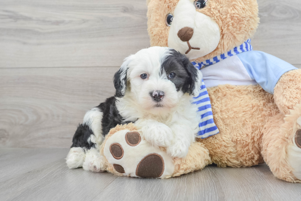 Mini Sheepadoodle Pup Being Cute