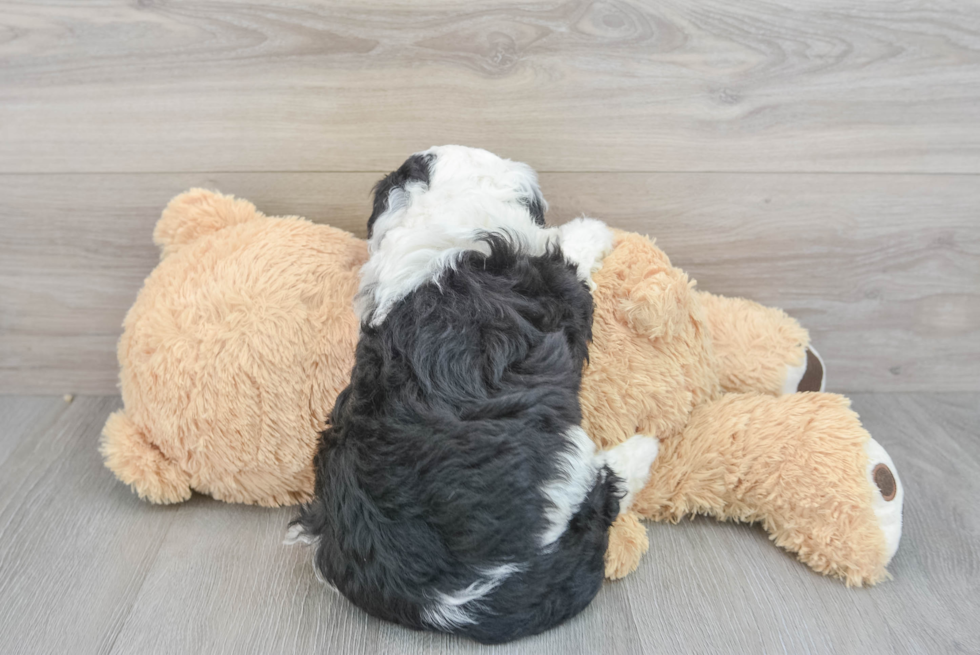 Mini Sheepadoodle Puppy for Adoption