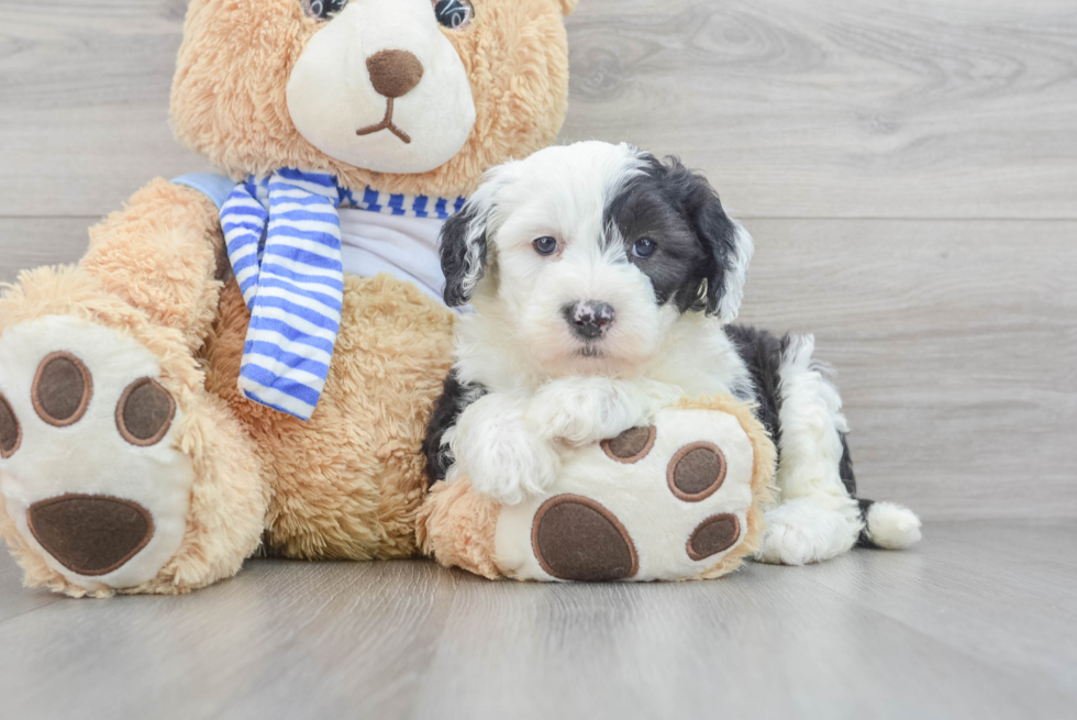 Mini Sheepadoodle Pup Being Cute