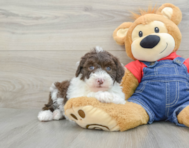 6 week old Mini Sheepadoodle Puppy For Sale - Florida Fur Babies