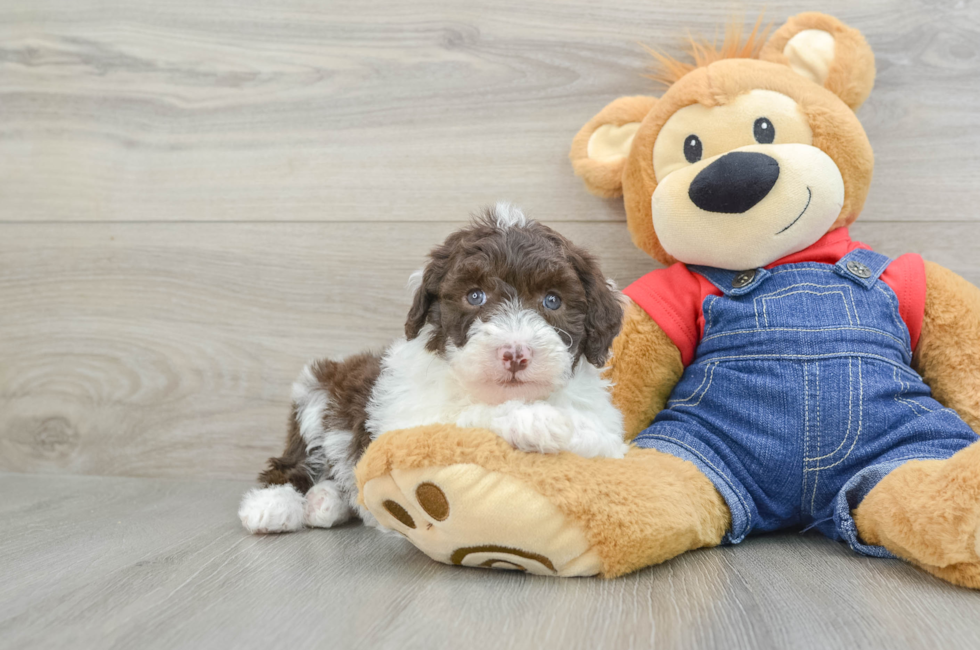 8 week old Mini Sheepadoodle Puppy For Sale - Florida Fur Babies