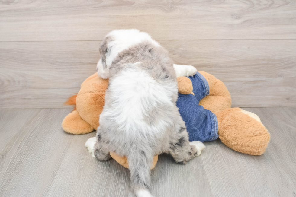 Mini Sheepadoodle Puppy for Adoption