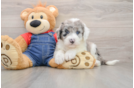 Sweet Mini Sheepadoodle Baby