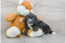 Meet Magnolia - our Mini Sheepadoodle Puppy Photo 2/3 - Florida Fur Babies