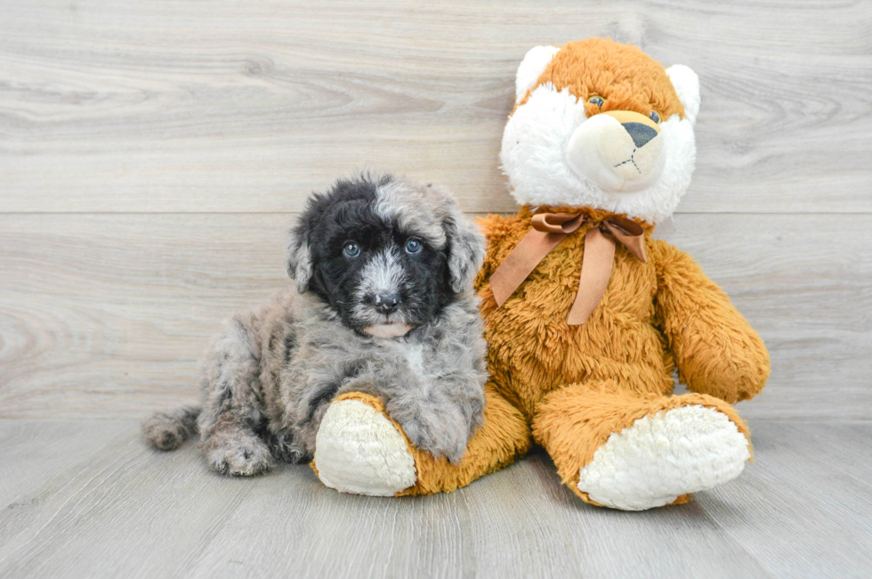 5 week old Mini Sheepadoodle Puppy For Sale - Florida Fur Babies