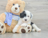 7 week old Mini Sheepadoodle Puppy For Sale - Florida Fur Babies