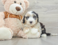 6 week old Mini Sheepadoodle Puppy For Sale - Florida Fur Babies