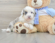 6 week old Mini Sheepadoodle Puppy For Sale - Florida Fur Babies