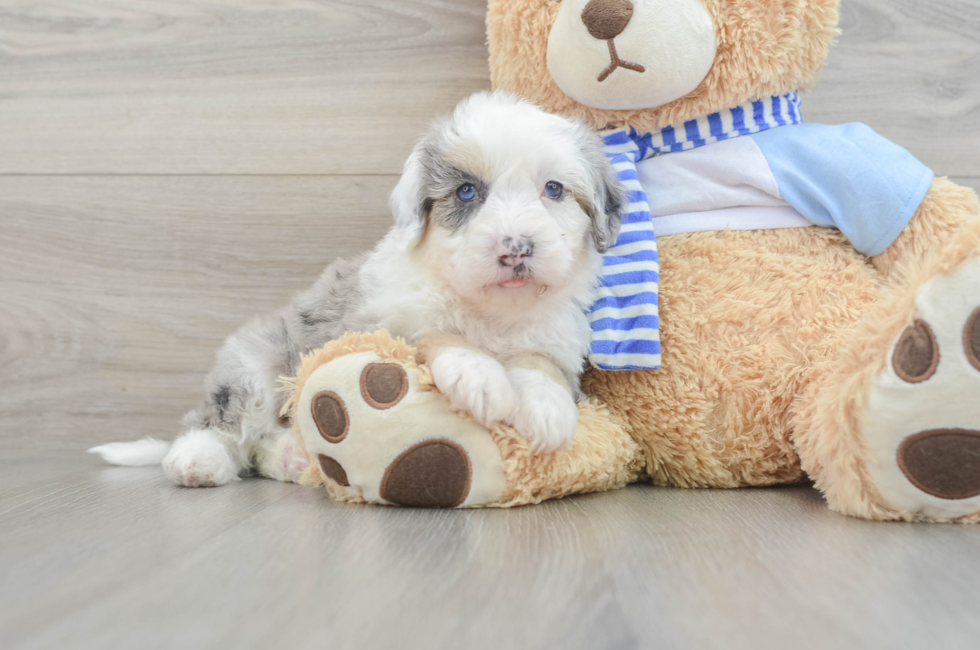 6 week old Mini Sheepadoodle Puppy For Sale - Florida Fur Babies