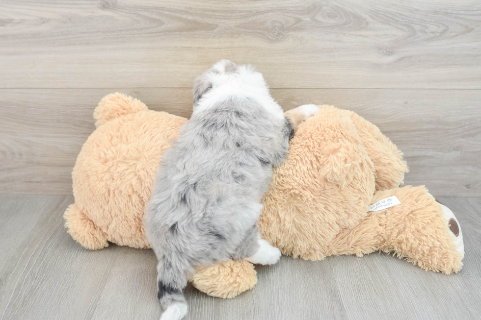 Sweet Mini Sheepadoodle Baby