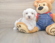 6 week old Mini Sheepadoodle Puppy For Sale - Florida Fur Babies