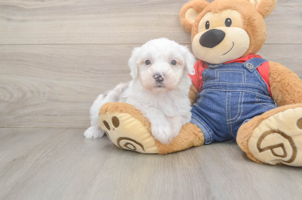 6 week old Mini Sheepadoodle Puppy For Sale - Florida Fur Babies