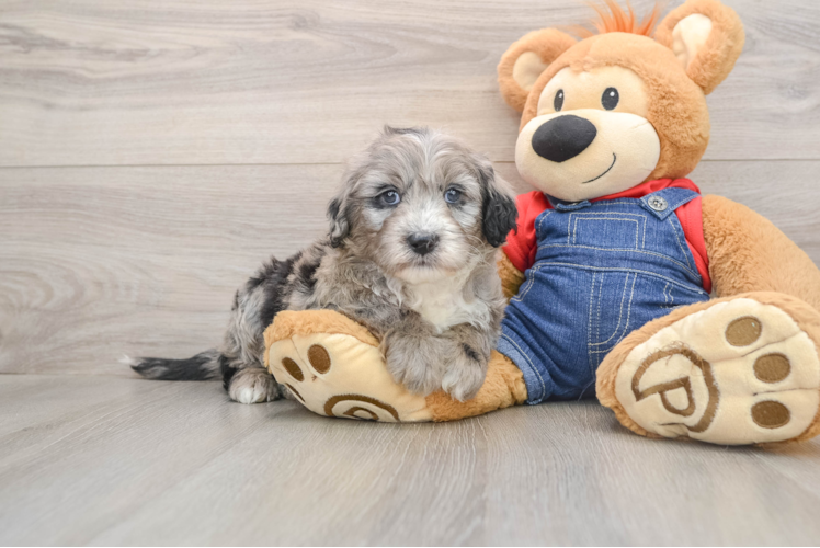 Mini Sheepadoodle Puppy for Adoption