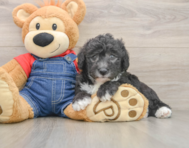 5 week old Mini Sheepadoodle Puppy For Sale - Florida Fur Babies