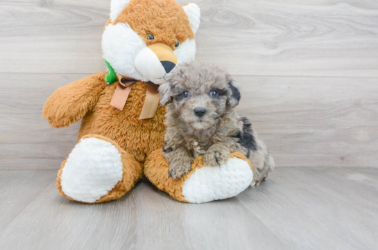 28 week old Mini Sheepadoodle Puppy For Sale - Florida Fur Babies