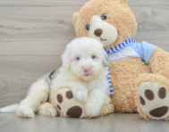 7 week old Mini Sheepadoodle Puppy For Sale - Florida Fur Babies