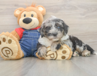 6 week old Mini Sheepadoodle Puppy For Sale - Florida Fur Babies
