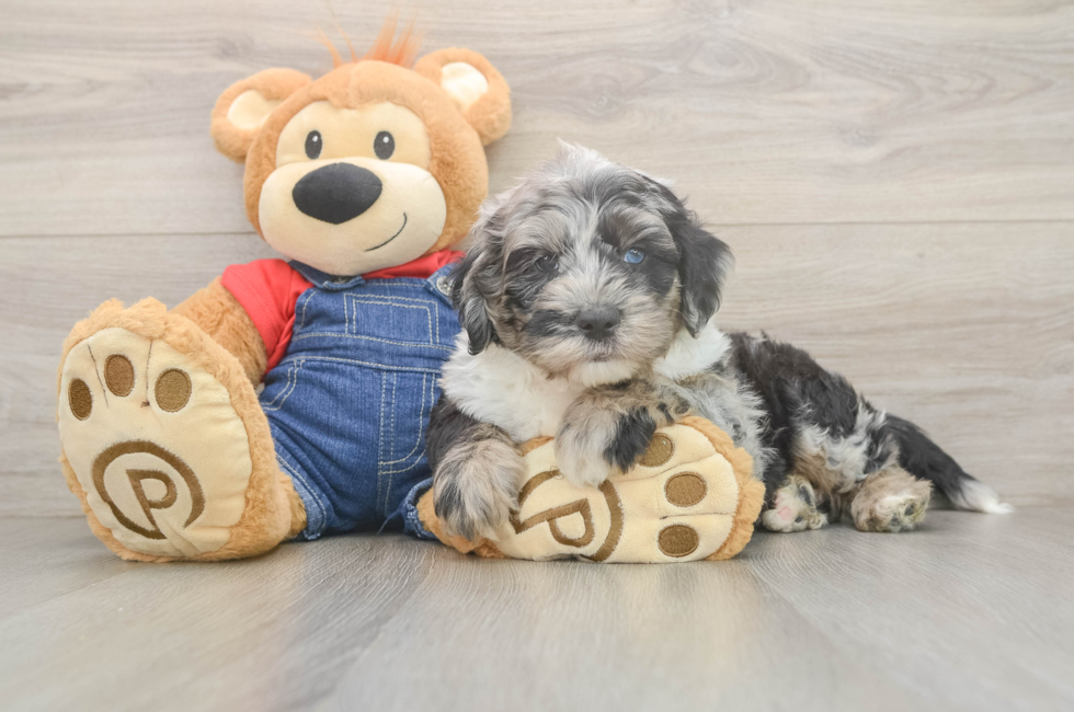 6 week old Mini Sheepadoodle Puppy For Sale - Florida Fur Babies