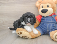5 week old Mini Sheepadoodle Puppy For Sale - Florida Fur Babies