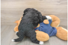 Friendly Mini Sheepadoodle Baby