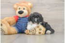 Smart Mini Sheepadoodle Poodle Mix Pup
