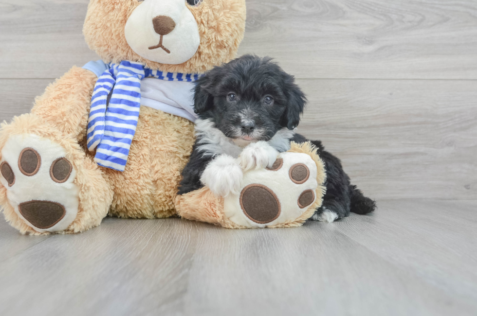 7 week old Mini Sheepadoodle Puppy For Sale - Florida Fur Babies