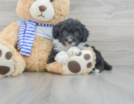 10 week old Mini Sheepadoodle Puppy For Sale - Florida Fur Babies