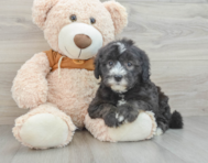 7 week old Mini Sheepadoodle Puppy For Sale - Florida Fur Babies