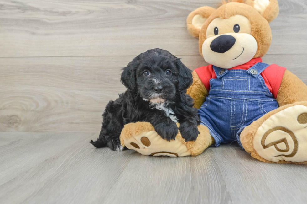 7 week old Mini Sheepadoodle Puppy For Sale - Florida Fur Babies