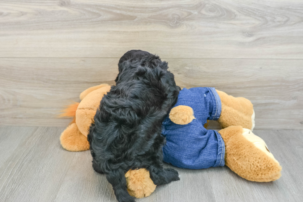 Best Mini Sheepadoodle Baby