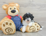 6 week old Mini Sheepadoodle Puppy For Sale - Florida Fur Babies