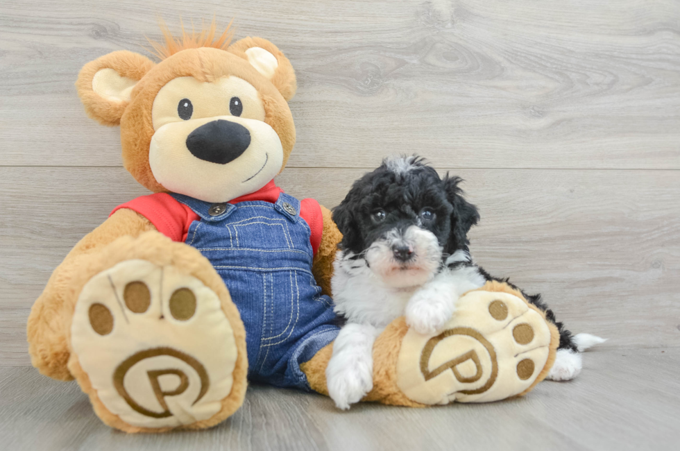 8 week old Mini Sheepadoodle Puppy For Sale - Florida Fur Babies