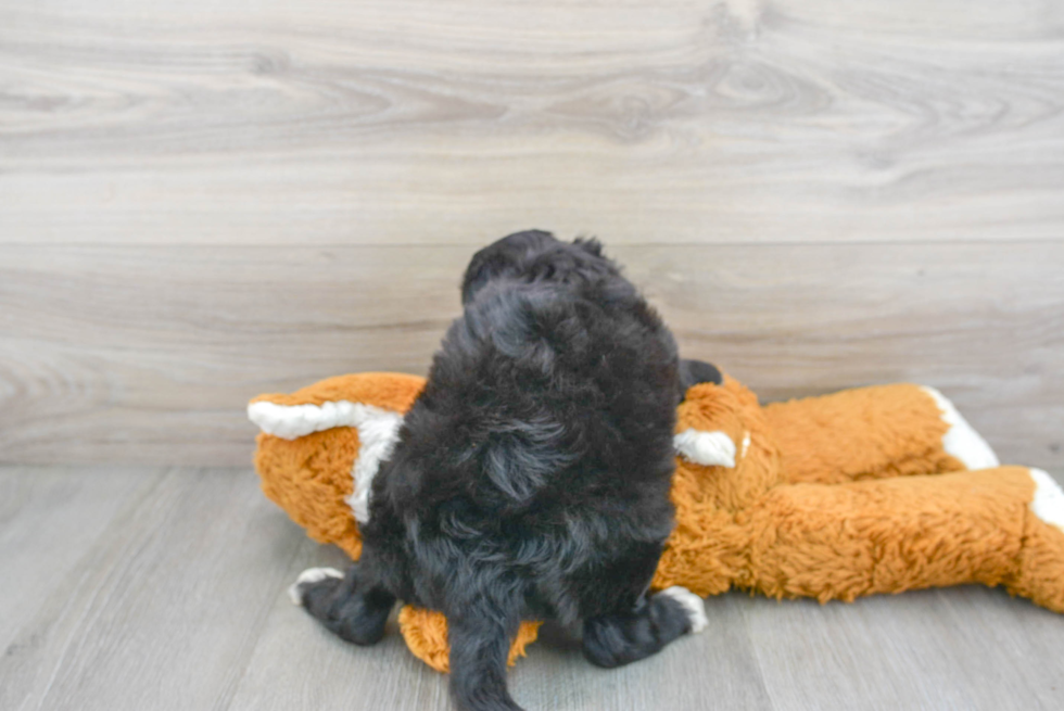 Meet Marquee - our Mini Sheepadoodle Puppy Photo 3/3 - Florida Fur Babies