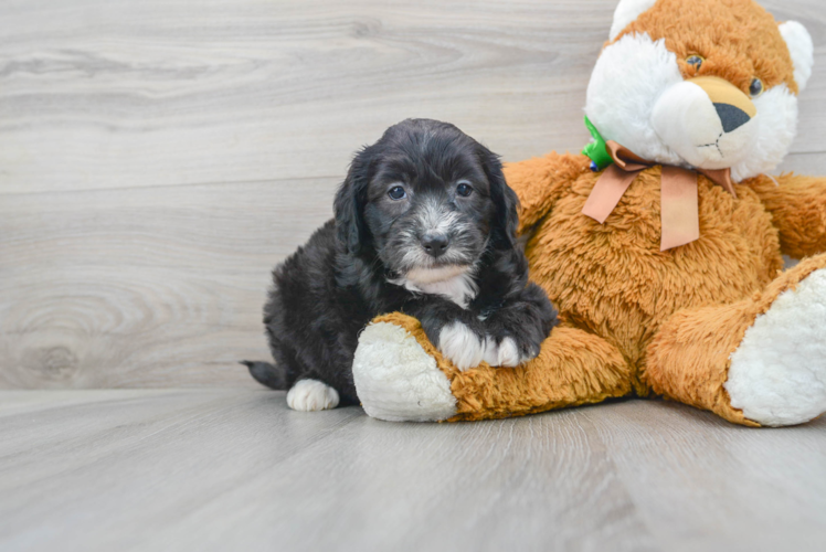 Mini Sheepadoodle Puppy for Adoption