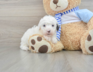 6 week old Mini Sheepadoodle Puppy For Sale - Florida Fur Babies