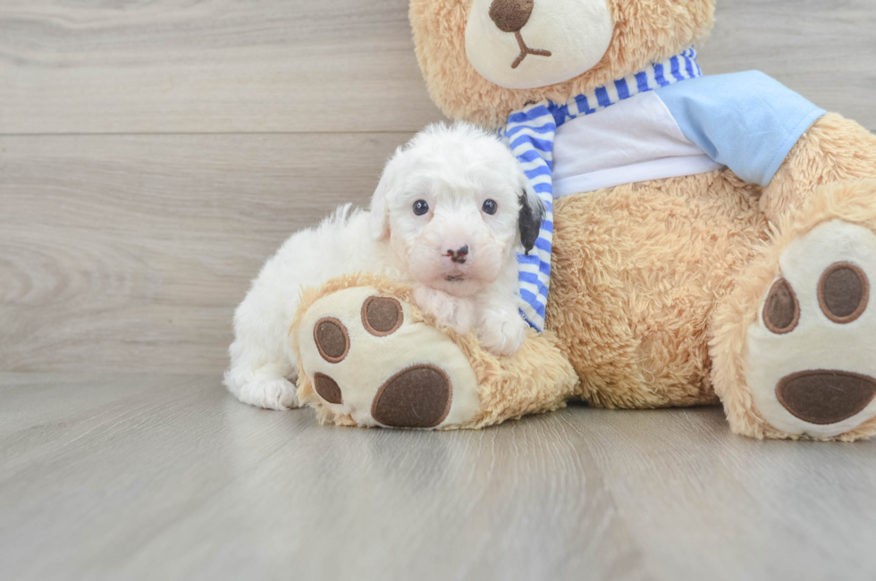 6 week old Mini Sheepadoodle Puppy For Sale - Florida Fur Babies