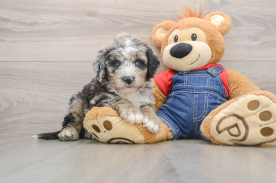 Mini Sheepadoodle Puppy for Adoption