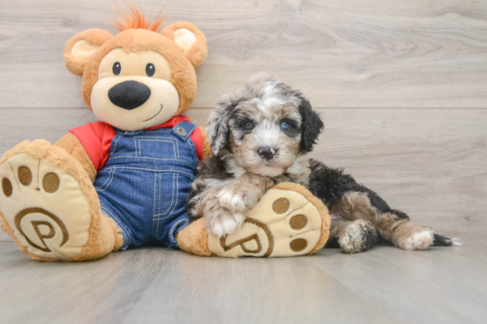Fluffy Mini Sheepadoodle Poodle Mix Pup