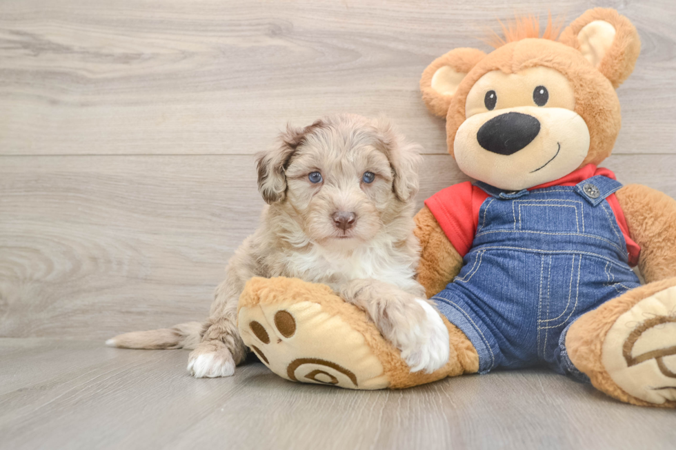 Funny Mini Sheepadoodle Poodle Mix Pup