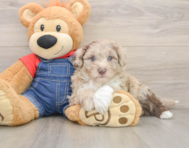 5 week old Mini Sheepadoodle Puppy For Sale - Florida Fur Babies
