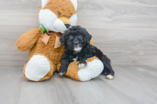28 week old Mini Sheepadoodle Puppy For Sale - Florida Fur Babies