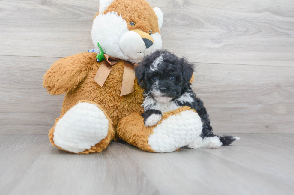 6 week old Mini Sheepadoodle Puppy For Sale - Florida Fur Babies