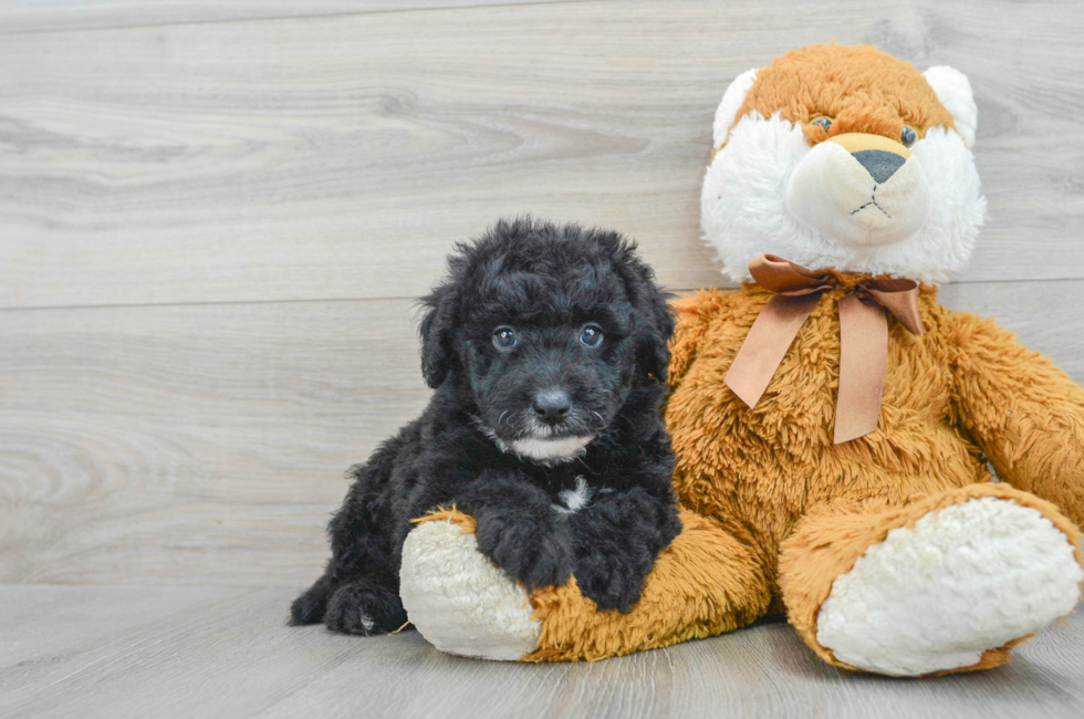 5 week old Mini Sheepadoodle Puppy For Sale - Florida Fur Babies