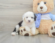 7 week old Mini Sheepadoodle Puppy For Sale - Florida Fur Babies