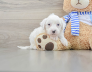 6 week old Mini Sheepadoodle Puppy For Sale - Florida Fur Babies